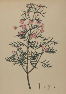 H.C. Andrews, Botanical prints